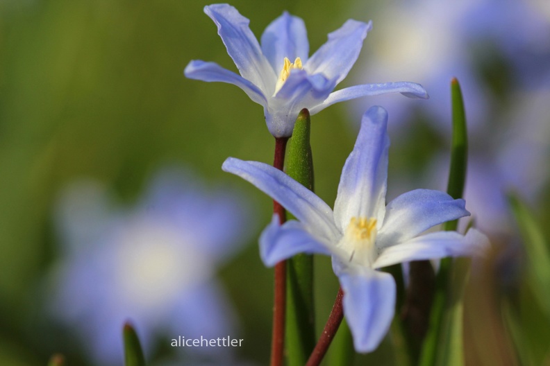 Gewöhnliche Sternhyazinthe (Chionodoxa luciliae)